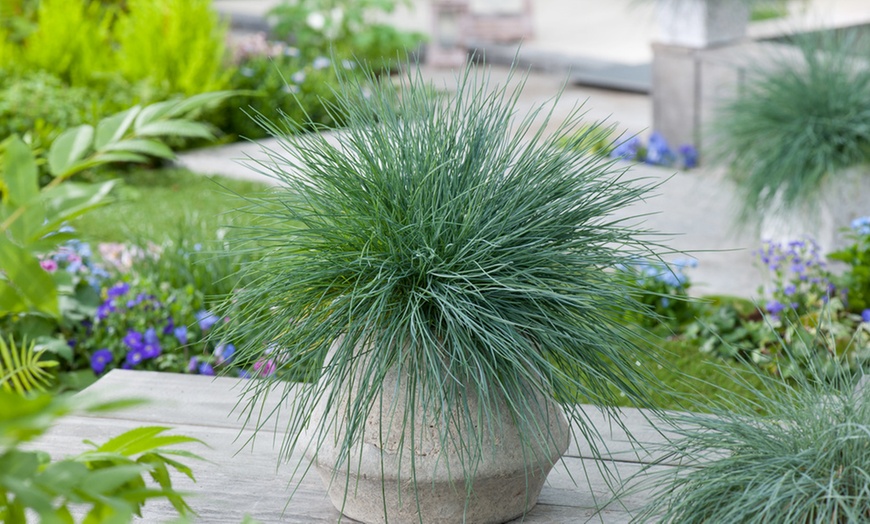 Image 3: 6 plants de fétuque bleue Festuca Glauca "Blue" 12-15 cm