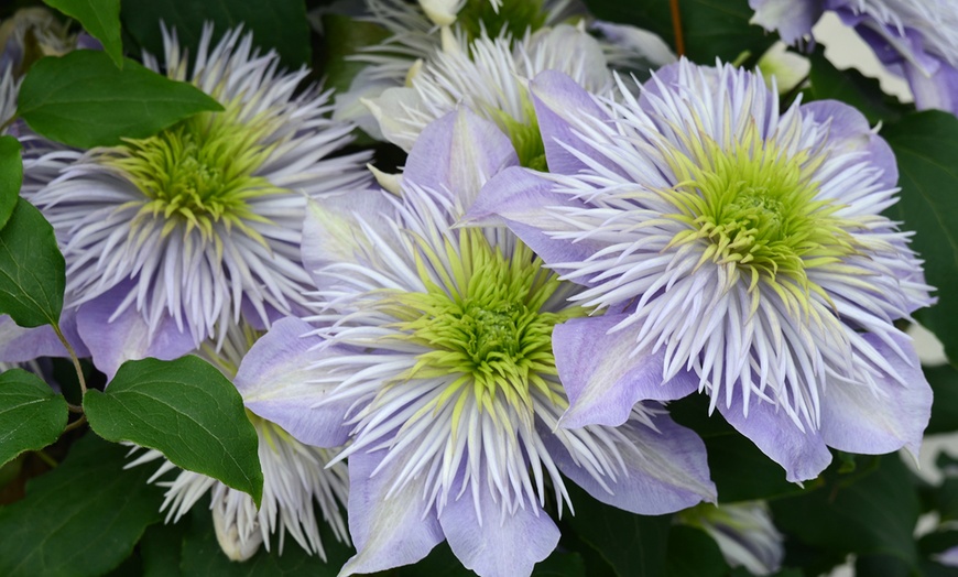 Image 2: 3 Clematis Regal Double Plants