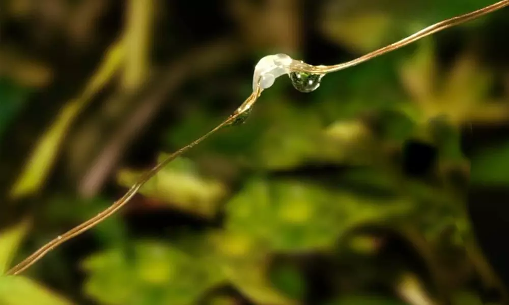 1 o 2 stringhe di luci LED ad energia solare con 100 LED