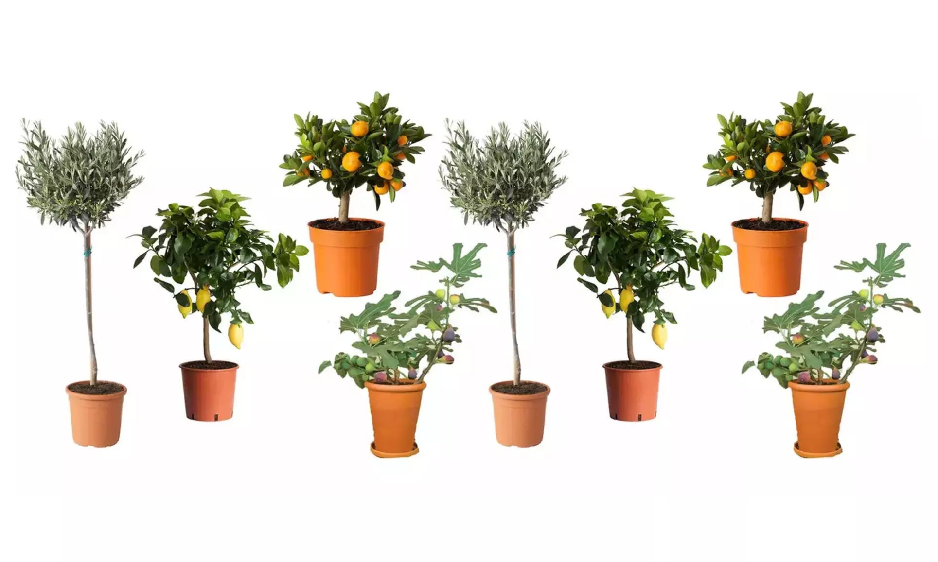 4 plantas mediterráneas