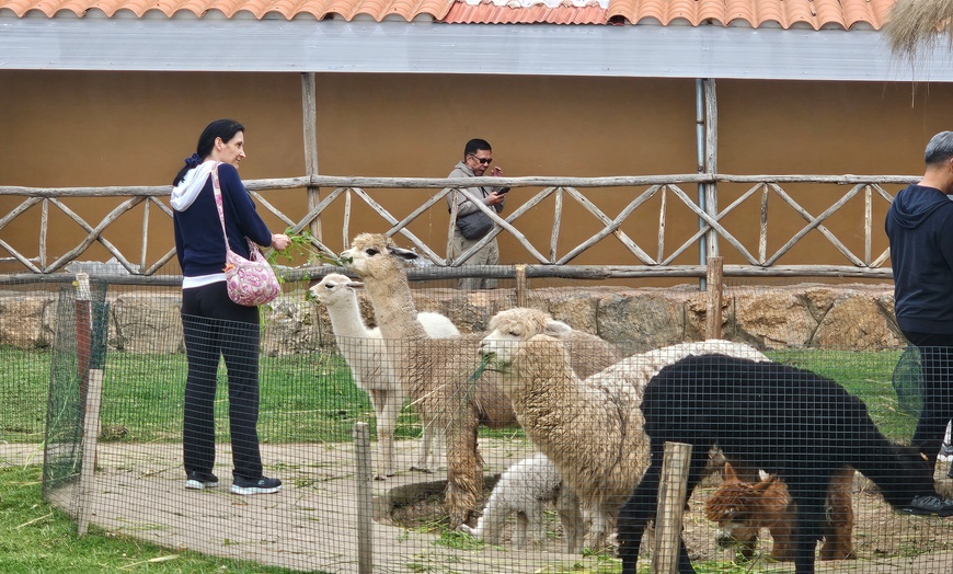 Image 7: ✈ Machu Picchu: 8-Day Peru Tour with Flights & Hotels + Llamas Visit
