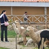 Image 7: ✈ Machu Picchu: 8-Day Peru Tour with Flights & Hotels + Llamas Visit
