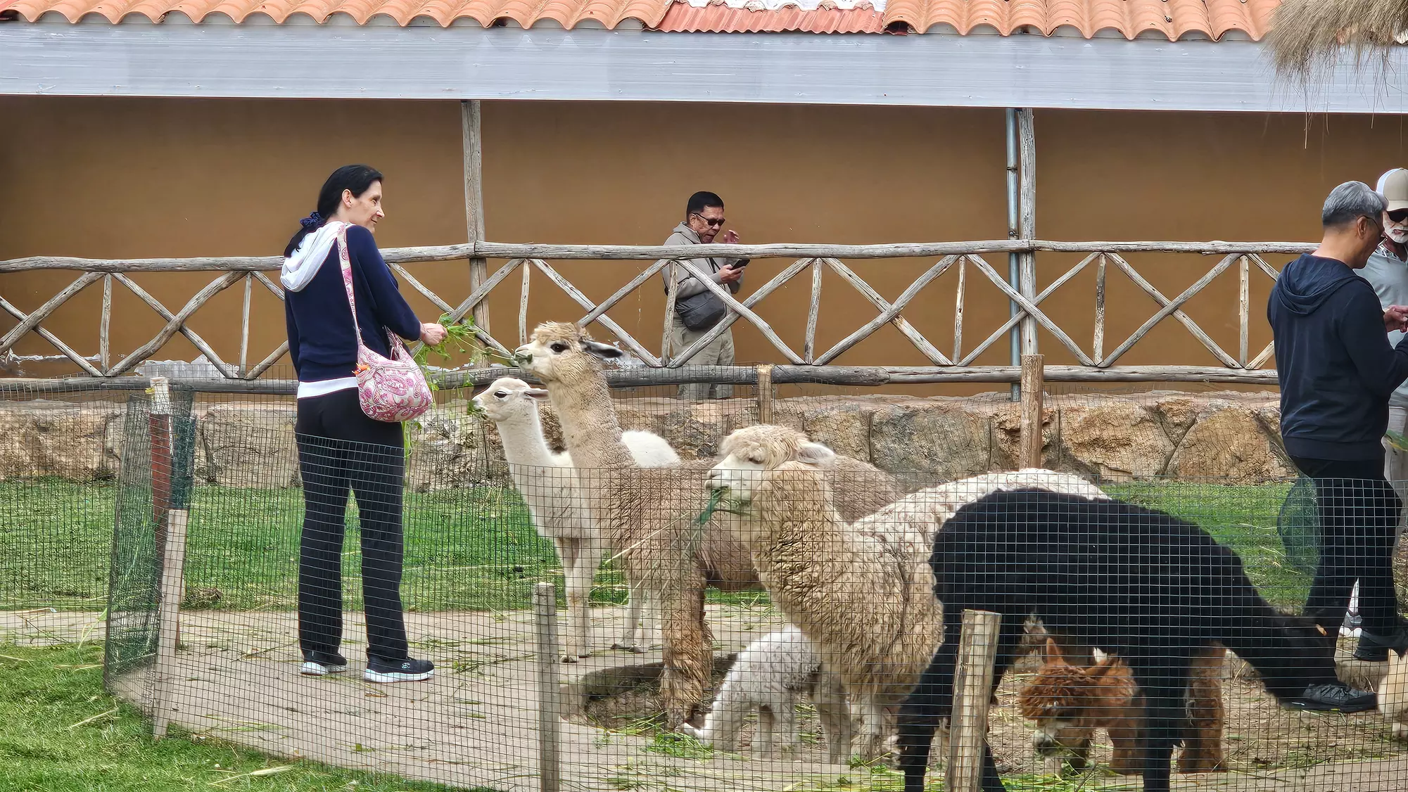 ✈ Machu Picchu: 8-Day Peru Tour with Flights & Hotels + Llamas Visit