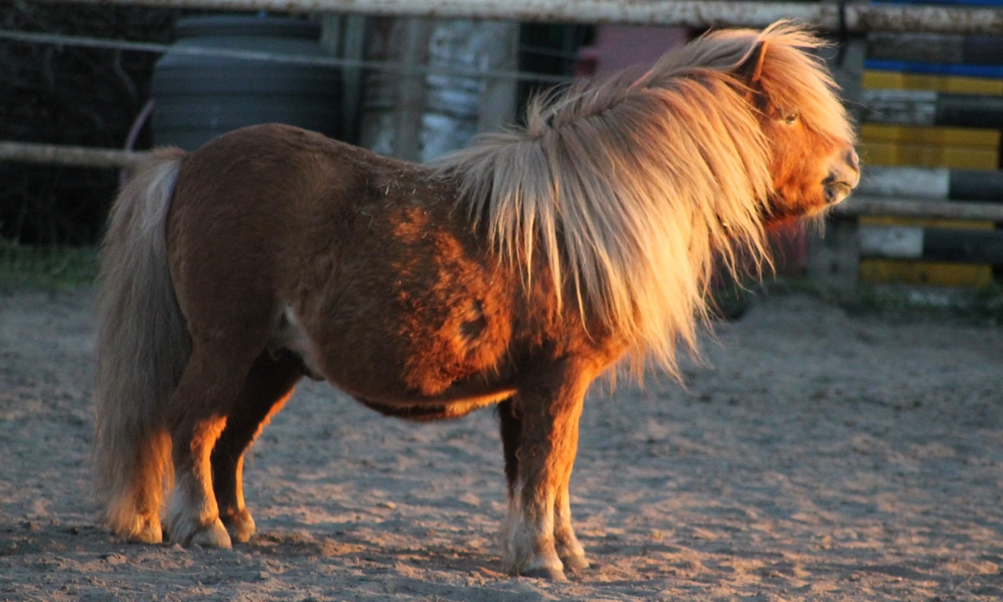 Kuscheln mit einem Pony