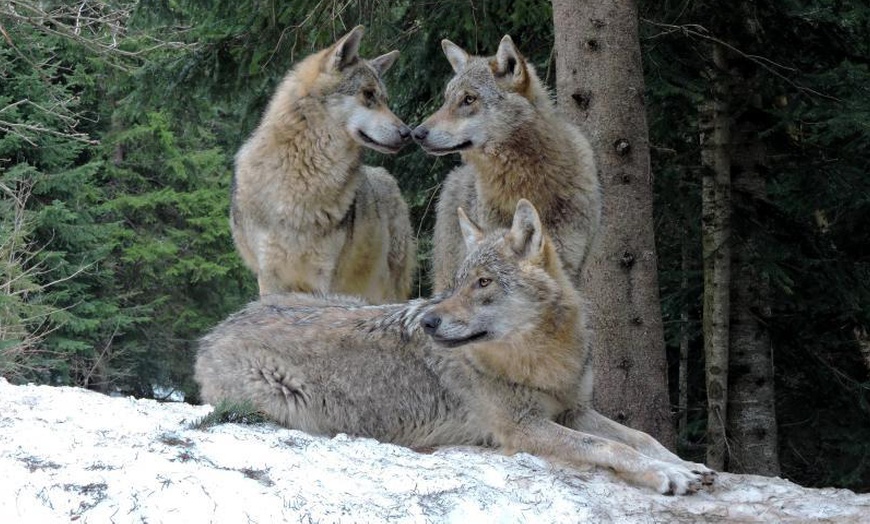 Image 9: parc du Mercantour : 2 nuits avec entrées au parc Alpha Loup 