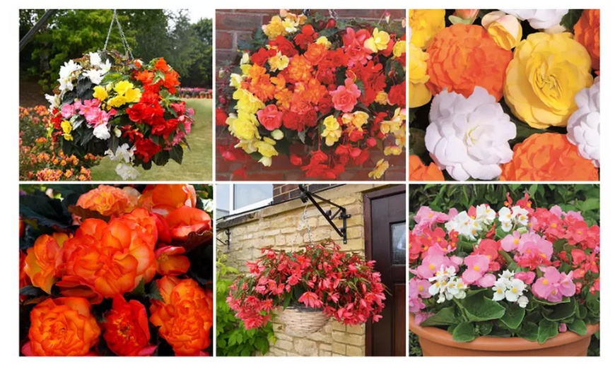 Image 1: Begonia Garden Ready Plants - 15 or 30 Plants