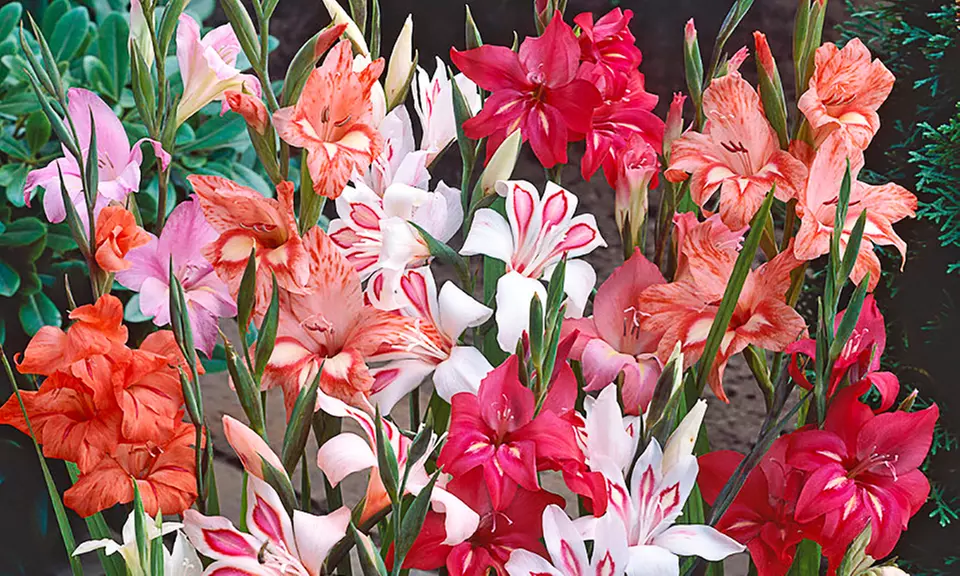 Pre-Order Hardy Gladiolus Nanus Supreme Mix Bulbs (10-Pack) - Primary Image