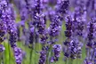 Scented English Lavender – 6 Plants - Image 5