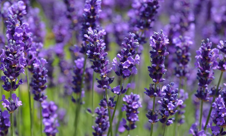 Image 5: Scented English Lavender – 6 Plants
