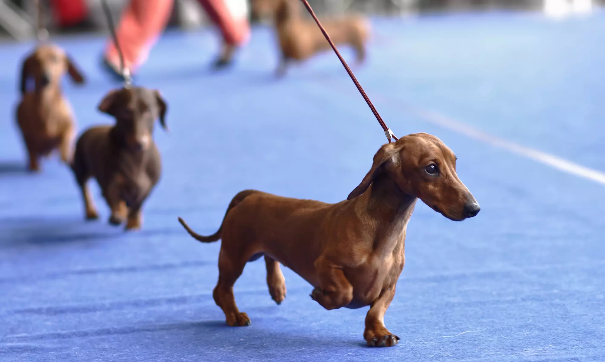 Great American Dog Show and Challenge Cup on August 26 at 4:30 p.m. - Primary Image