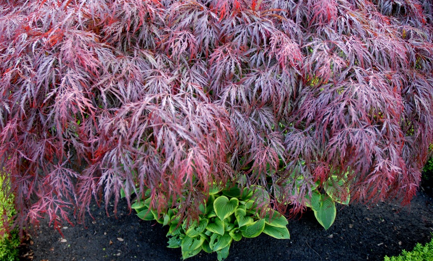 Image 3: Acer Palmatum Garnet