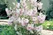 Lavatera Barnsley Baby Hardy Shrub Plants -1, 2 or 3 Potted Plants - Image 2