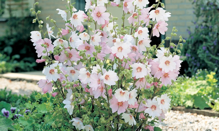 Image 2: Lavatera Barnsley Baby Hardy Shrub Plants -1, 2 or 3 Potted Plants