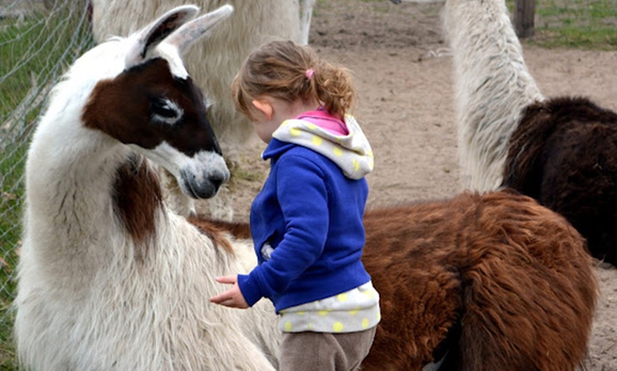 Image 1: Erlebe magische Momente mit Lamas und Alpakas in der Natur