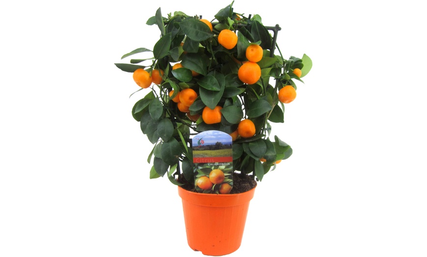 Image 2: Citrus Calamondin