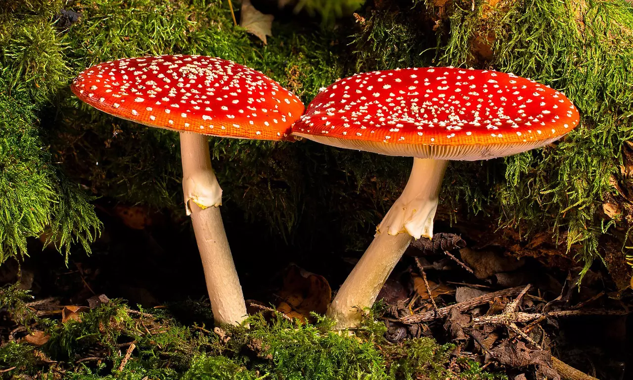 Mushroom Growing Classes and DIY Kits for Beginners or Advanced Growers at Mushroom Classroom (Up to 20% Off) - Primary Image