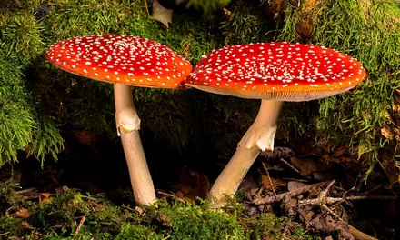 How to Grow Mushrooms Class - Mushroom Classroom