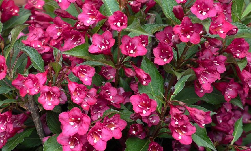 Image 4: Weigela Towers of Flowers ‘Cherry’ - Buy 1 or 2 Plants