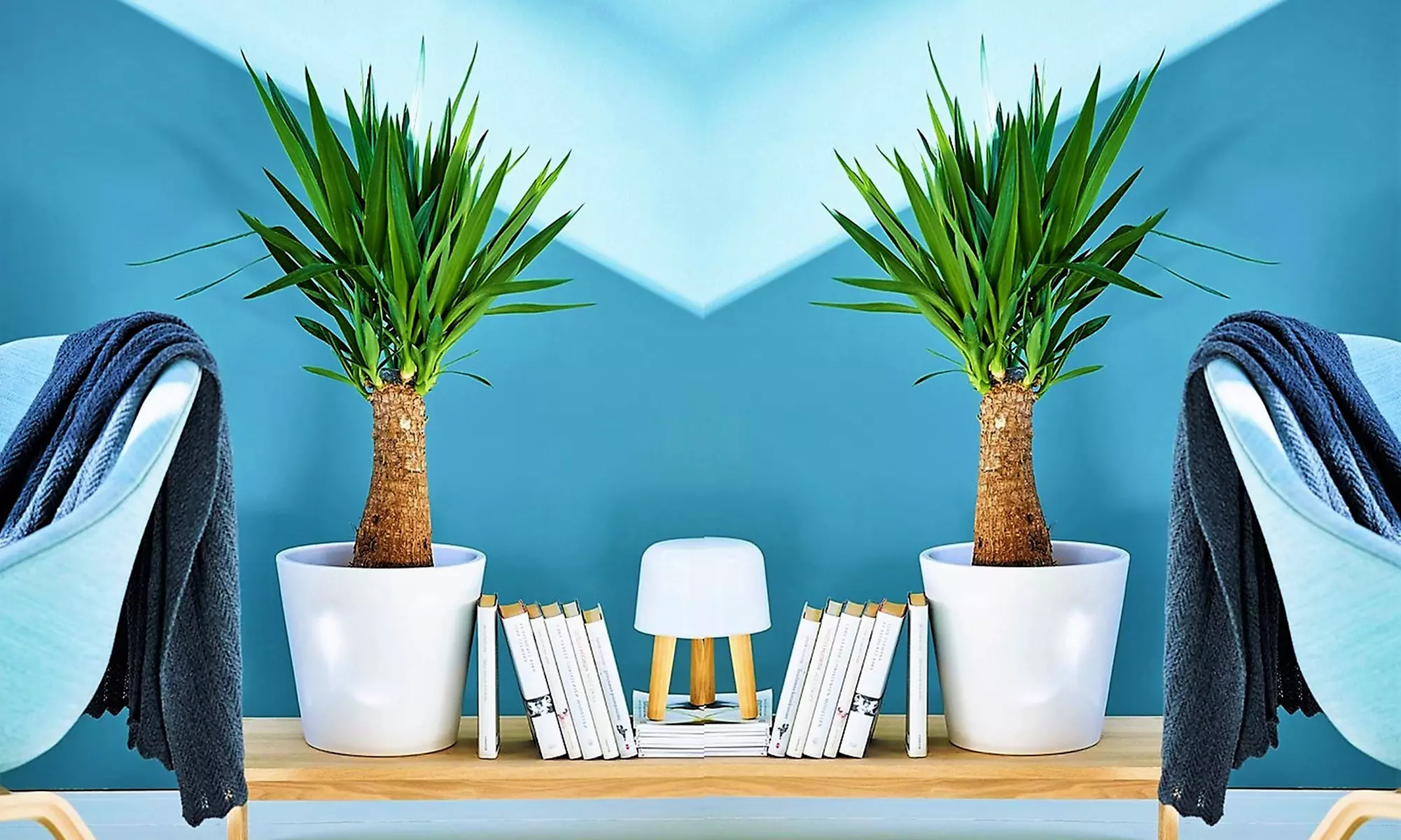 1 ou 2 yucca "pieds d'éléphant", quantité au choix - Primary Image