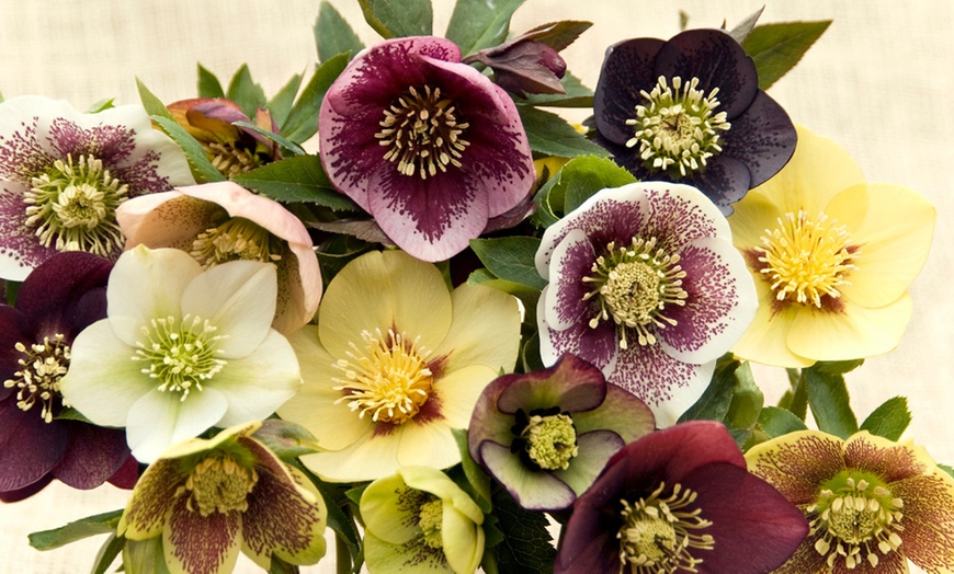 Image 1: Winter Flowering Oriental Hellebores - 5 or 10 Plants