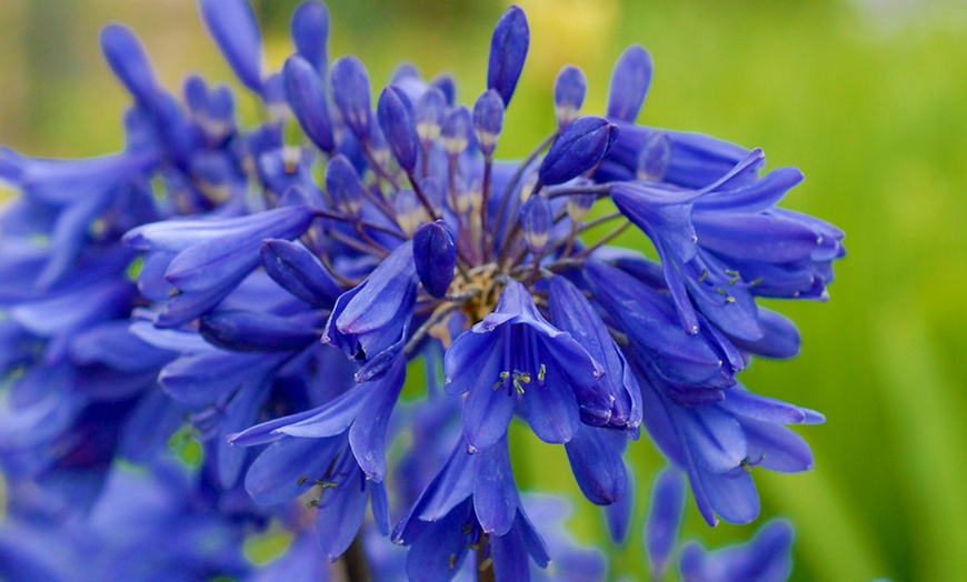 Image 2: Agapanthus Everpanthus Collection - 3 Plants