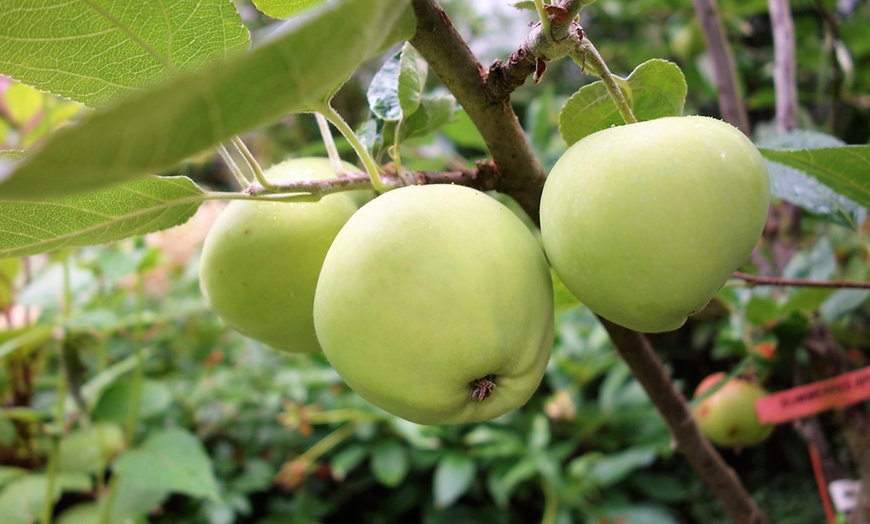 Image 2: Set of Pillar Apple Trees