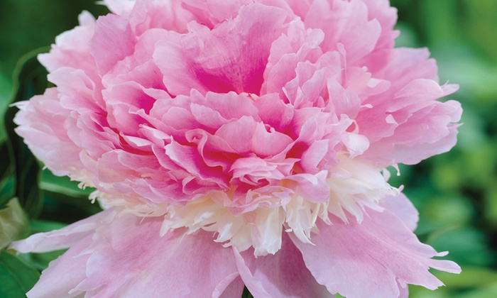 Eden's Perfume Peony | Groupon