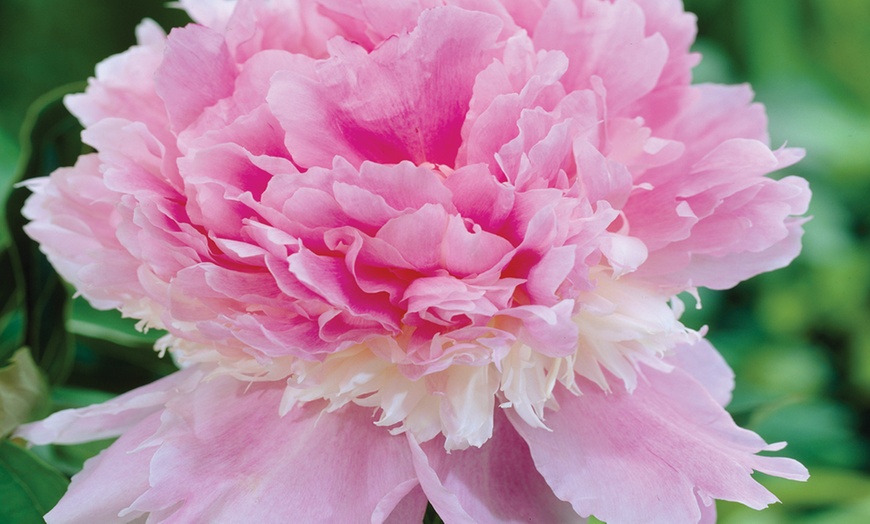 Image 4: Up to Four Scented Peony Edens Perfume Plants