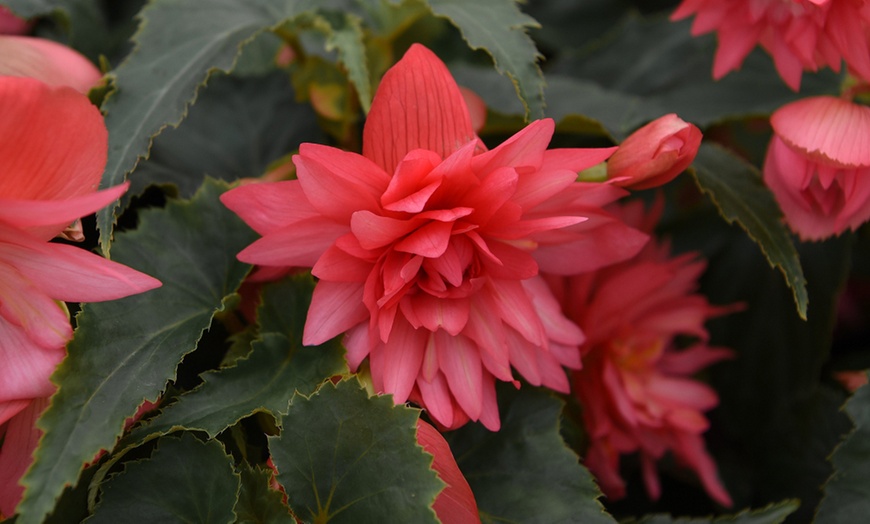 Image 11: Pack of 15 or 30 Begonia Garden Ready Plants