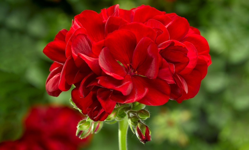 Image 1: Deep Red Geranium