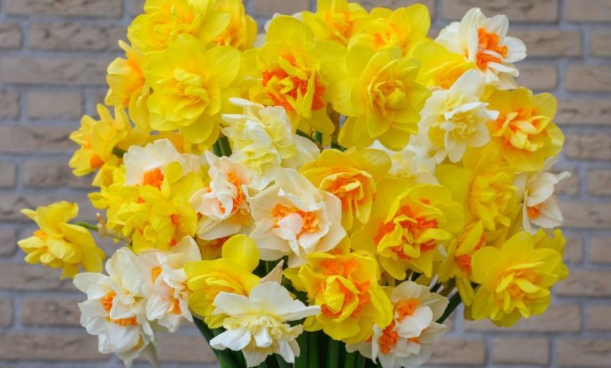 Image 4: Up to 40 Bulbs of Mixed Daffodil Double Classic Collection