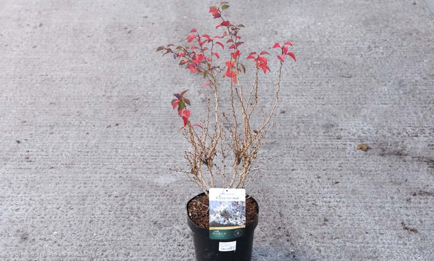 Image 7: Compact Fuji Cherry Blossom 'Kojo-No-Mai' Potted Plant