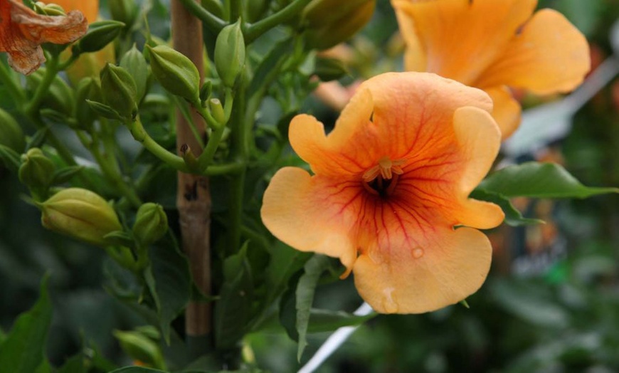 Image 5: Potted Climbing Campsis Plants (2 Litre Pots)

