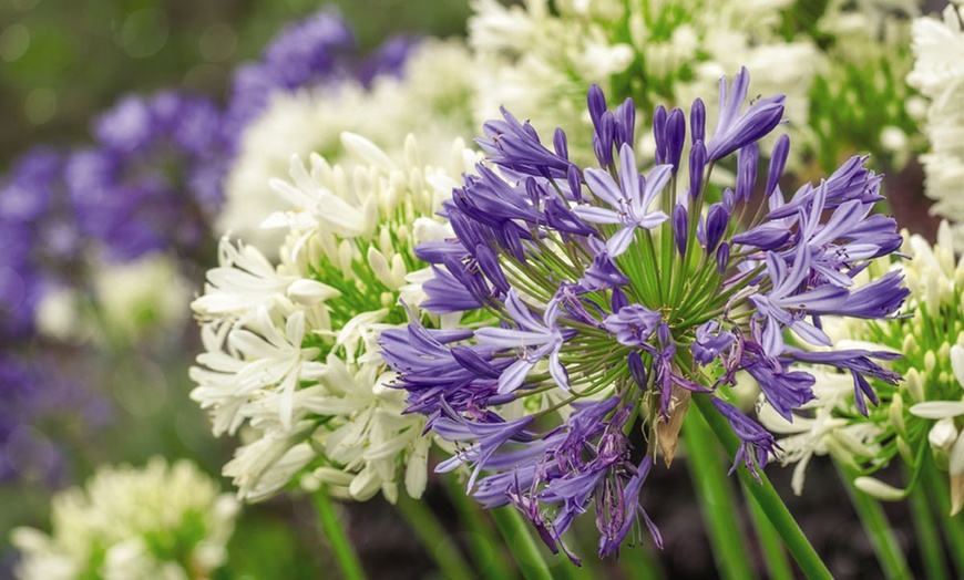 Image 12: Agapanthus Blue and White Collection - 6 or 12 Plants