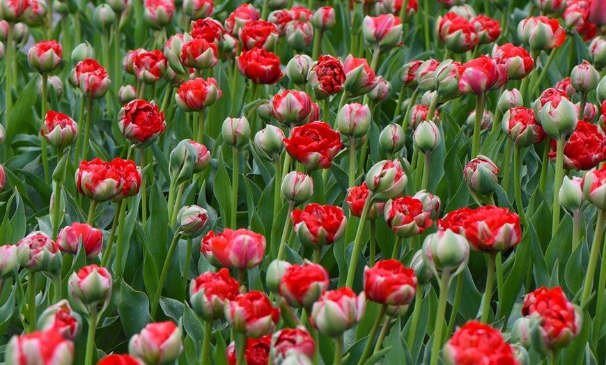 Image 4: 5, 10 or 20 Tulip 'Boombastic Red' Hardy Bulbs