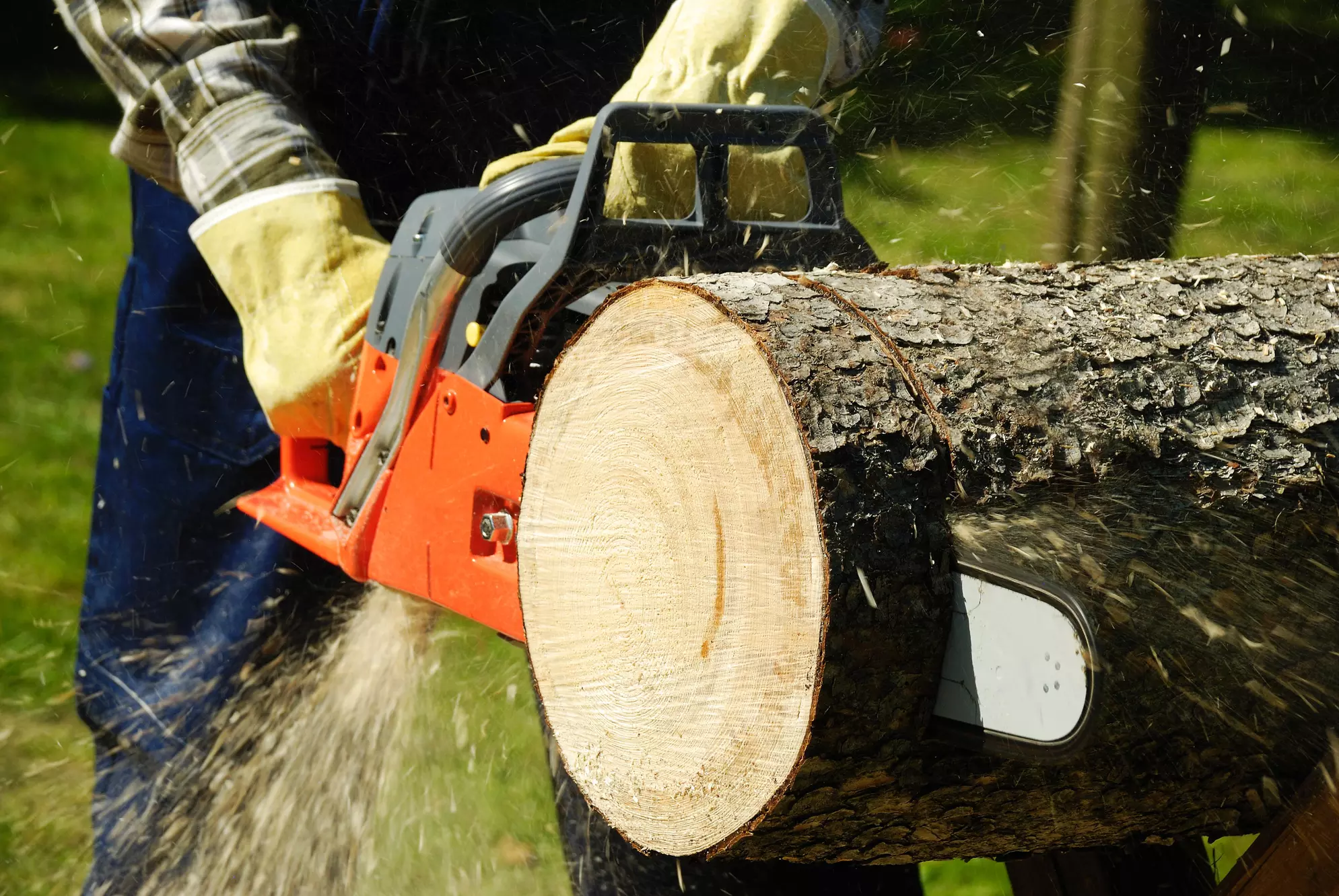 $540 Off $600 Worth of Tree Trimming - Primary Image