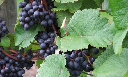 Vine to Wine: Two-Hour Heritage Vineyard Tour and Tasting for One - Shawsgate Vineyard