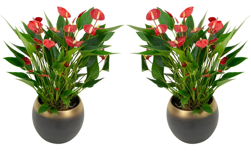 Image 6: Anthurium Million Flower in 18cm Ceramic Pot 