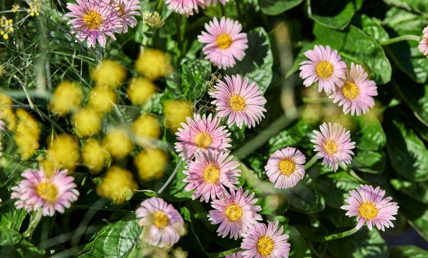 Image 4: Hardy Gerbera 'Cheeky' Potted Plants
