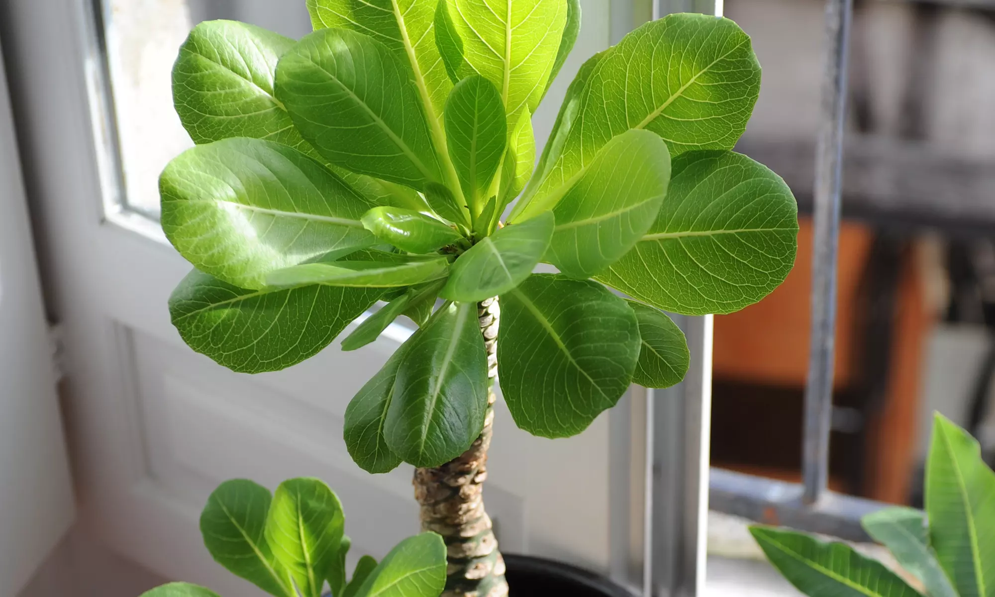 Lot de deux palmiers hawaïens, plantes d'intérieur, pots inclus - Image 5