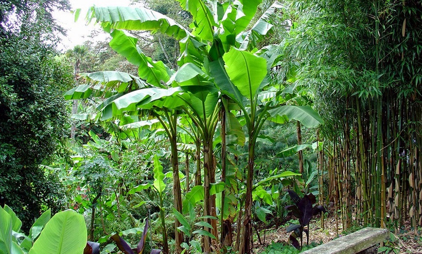 Image 2: Potted Outdoor Banana Plants
