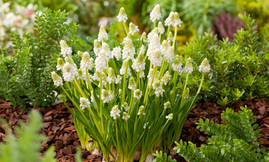 Image 5: 50, 100 of 200 Muscari bloembollen