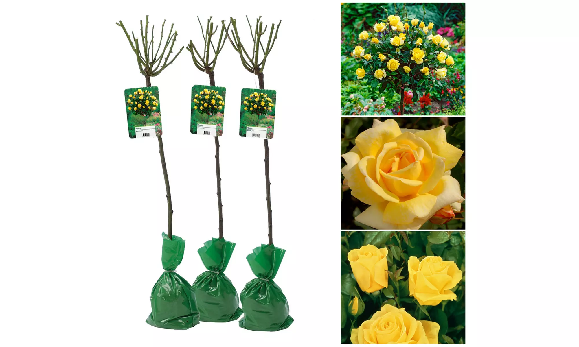 Set van 3 XXL rozen van 120-140 cm