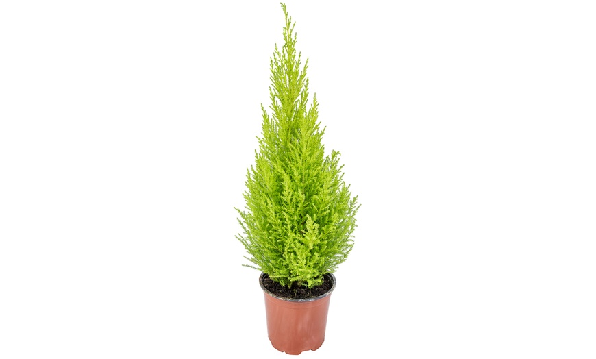 Image 4: Golden Scented Cypress
