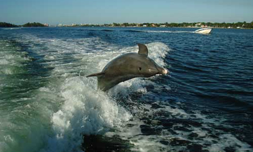 Image 2: Sip, Sail, & Spot Dolphins: Morning, Sunset, & Sandbar Cruise for Up to 6 People w/ Siesta Dolphin Tours (Up to 50% Off)