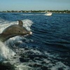 Image 2: Sip, Sail, & Spot Dolphins: Morning, Sunset, & Sandbar Cruise for Up to 6 People w/ Siesta Dolphin Tours (Up to 50% Off)