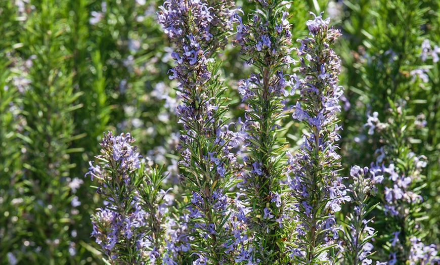 Image 9: 9cm Evergreen Hardy Shrubs