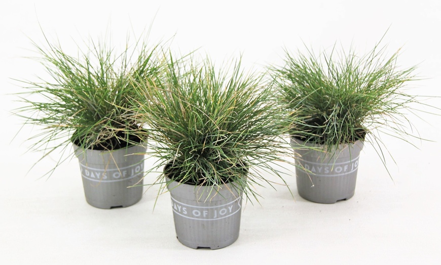 Image 5: Festuca Blue Grass