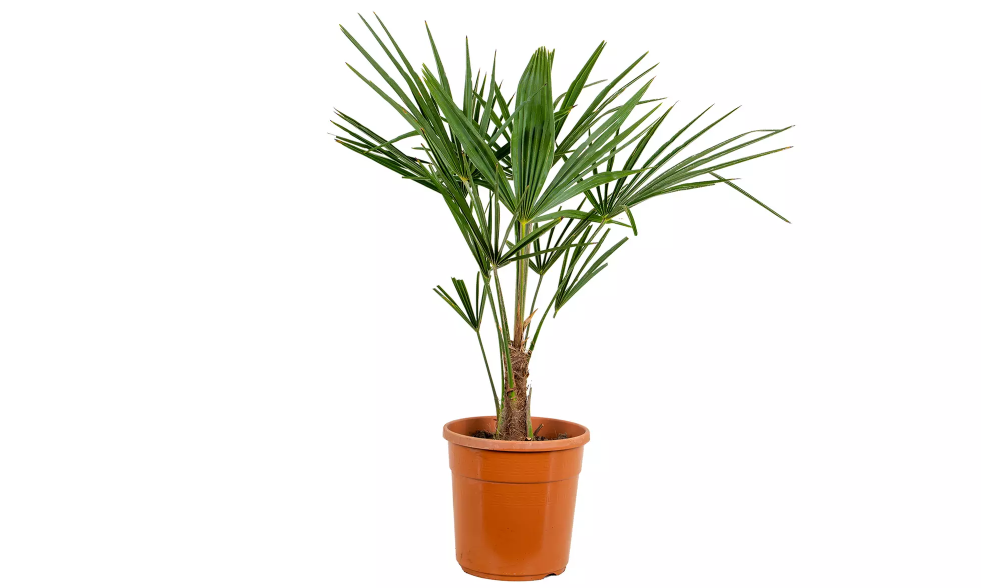 Palmier XL Trachycarpus Fortunei 80-100 cm