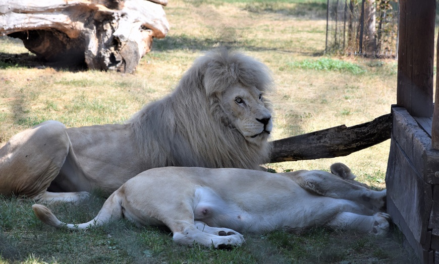 Image 3: ZOO Borysew: ulgowy lub normalny bilet wstępu